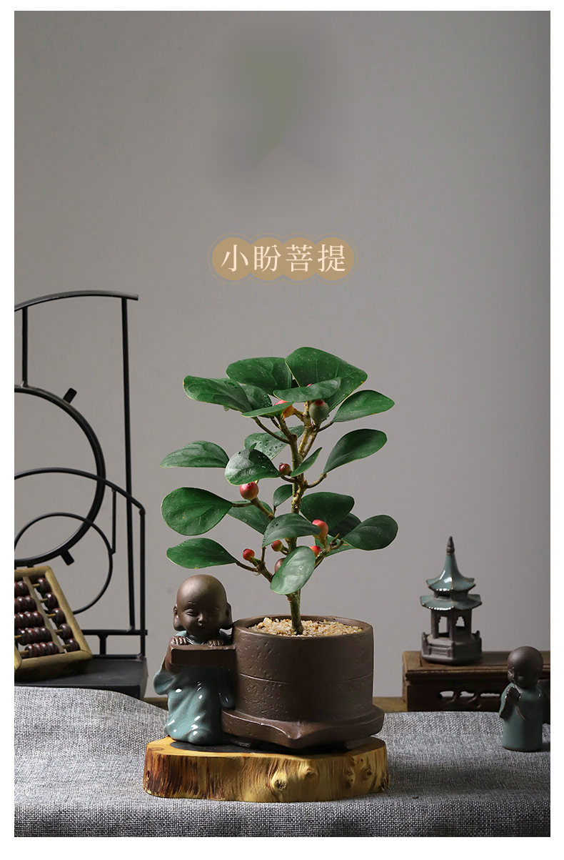 小盼菩提 蓮花盆 帶盆栽好【圖片 價格 品牌 報價】-京東