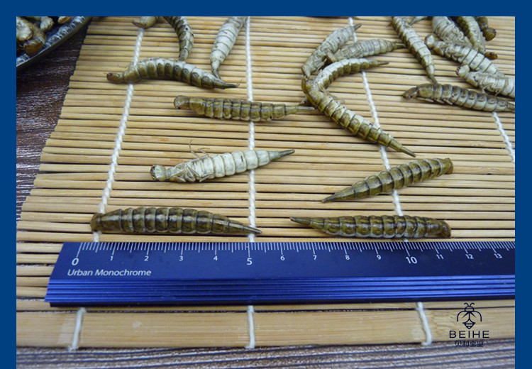 新鲜金边龙虱幼虫水蜈蚣鲜香味美食用昆虫油炸烧烤虫子500克