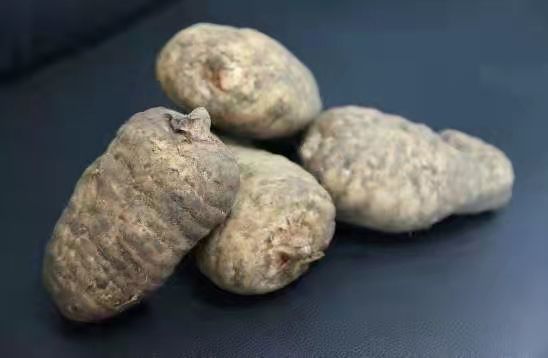 现挖云南昭通小草坝正宗特级新鲜天麻原产地现挖现发 2个一斤(两斤装)