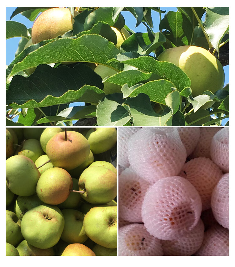 吉林苹果梨东北延边特产霜后龙井新鲜梨子脆甜大果火把梨 9斤特大果