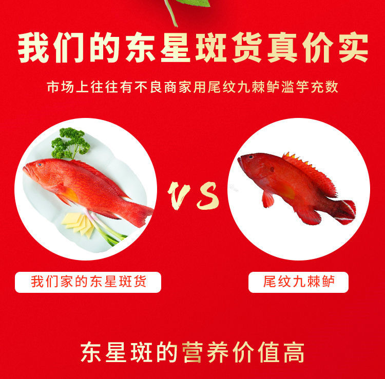 东星斑鱼400-500g/条海捕红星燕尾斑鱼新鲜冻品华海春 浙江带鱼中段