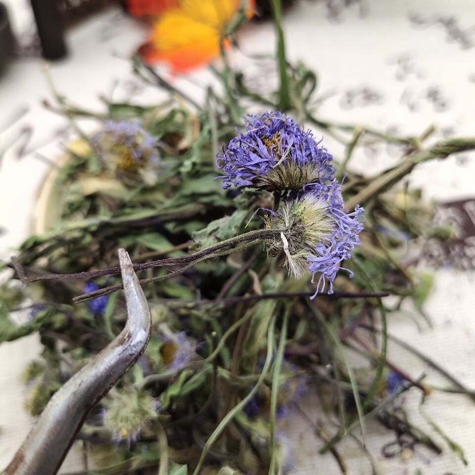 北京同仁堂原料云南红河野生中药材灯盏花整颗灯盏花灯盏花粉灯盏细辛