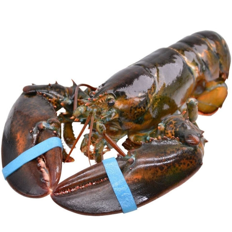 波士顿龙虾新鲜鲜活冷冻大龙虾酒店采购 波龙1只1.3一1.