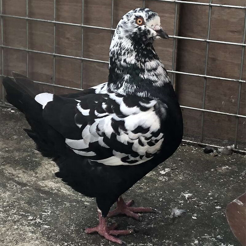 元宝鸽子种鸽幼鸽特大苗小鸽一对巨型大体型圆环摩登娜白色活体红色