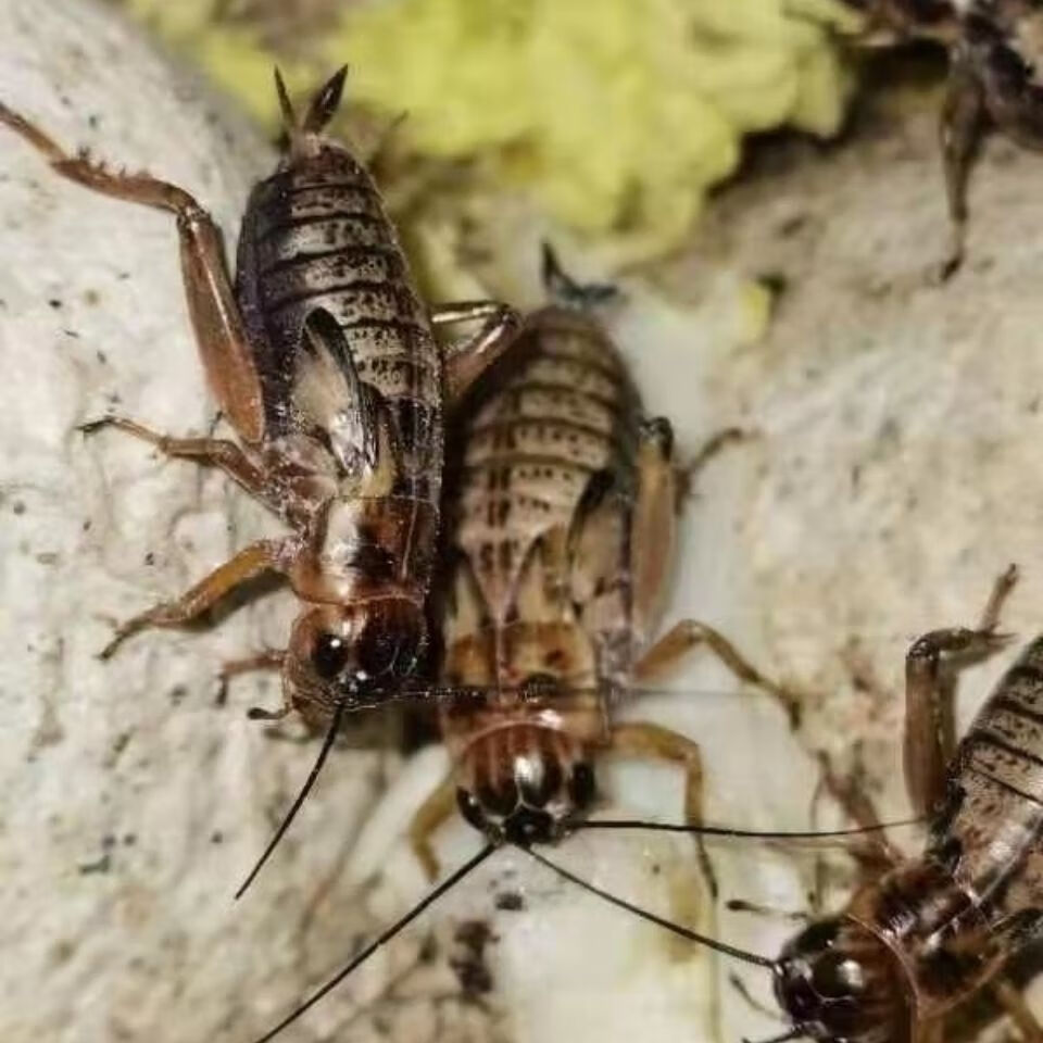 伟博油葫芦蟋蟀 活体饲料 宠物活体口粮 画眉鸟守蜥 龙鱼活物口粮饲料