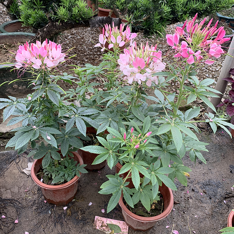 多瑙梦醉蝶花盆栽苗凤蝶草耐热高温花期长别墅庭院盆栽阳台花卉苗蝴蝶