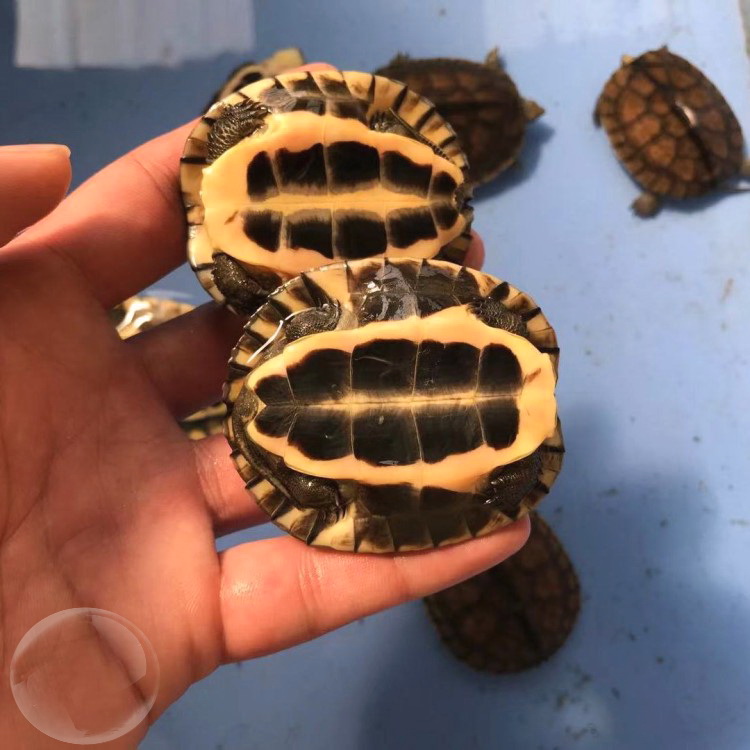 金钱龟活龟网红石金钱乌龟活物宠物草龟南石龟幼龟活龟越南种小乌龟
