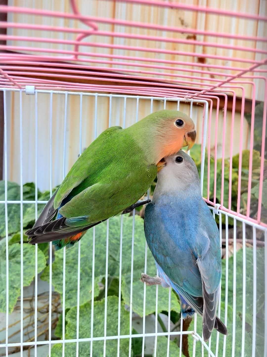 桃面類牡丹鸚鵡活鳥黃桃綠桃鸚鵡鳥一對人學說話鳥觀賞鳥愛情鳥 綠桃