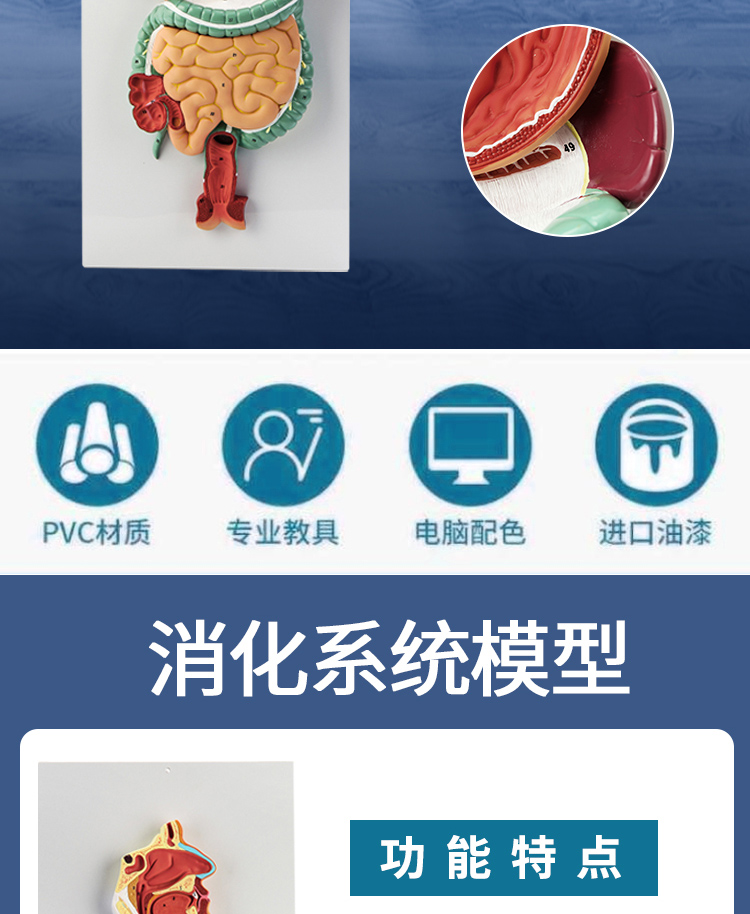人體消化系統模型內臟器官解剖心臟鼻咽喉腸胃醫院學校用教學教具
