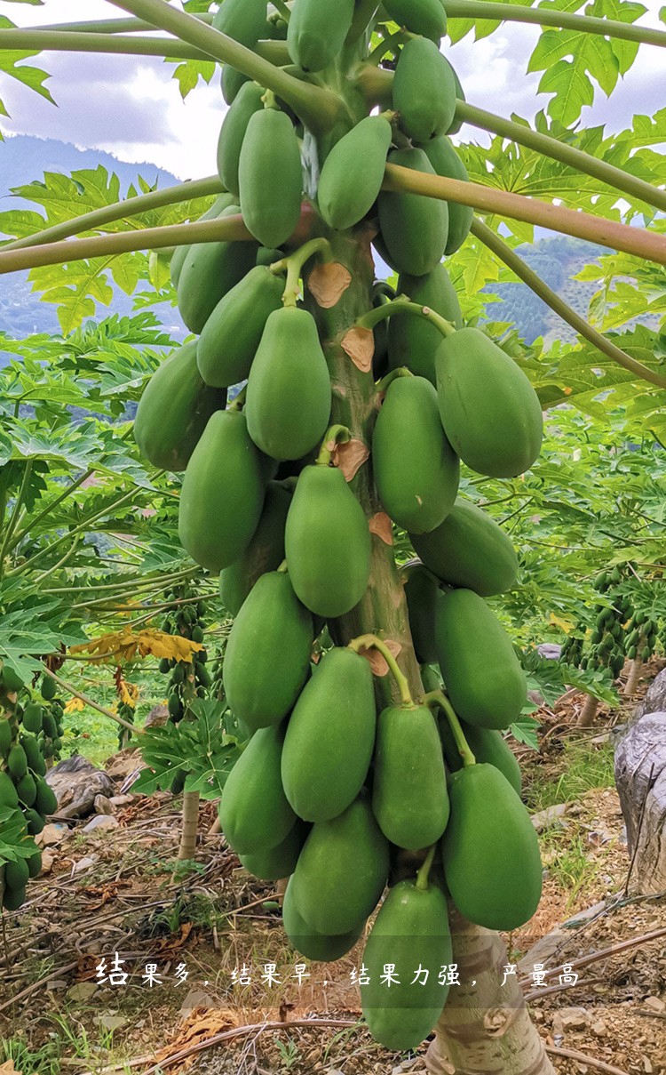 农之子 水果木瓜种子树苗 红妃木瓜种子 10粒【图片 价格 品牌 报价】