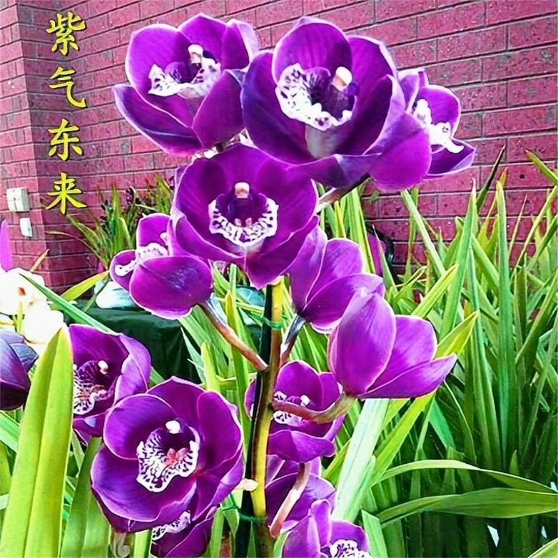 精选绿植大颗10苗花卉兰花苗盆栽建兰蕙兰浓香型兰花室内绿植盆栽新品