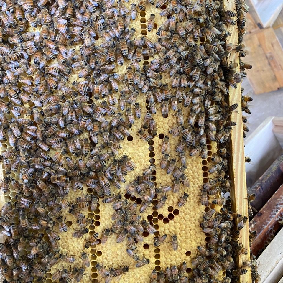 意蜂蜂王批发高产蜜型浆型,蜜浆型,浆蜜型不同种类的处女王活物 西域
