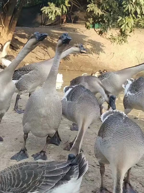 农村发货 广东清远鹅马岗鹅黑棕鹅鹅当天现杀约6斤1只