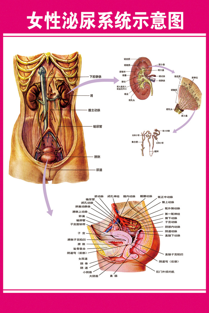 逸沁堂人體器官結構掛圖女性泌尿圖男女泌尿生殖器解剖圖醫學人體生殖