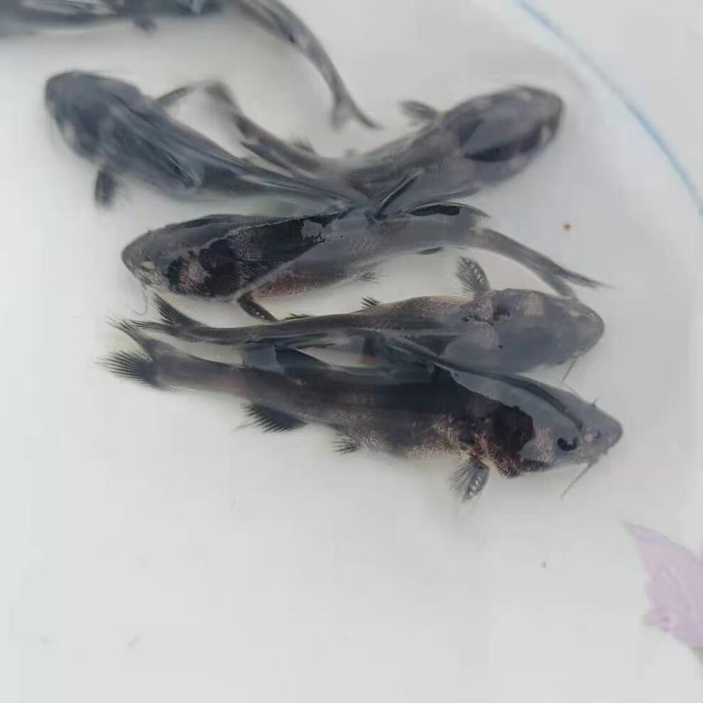 嘉瑰淡水正宗江团鱼苗习鱼长吻鮠鱼苗小鱼苗名优鱼好养耐活小鱼苗包活