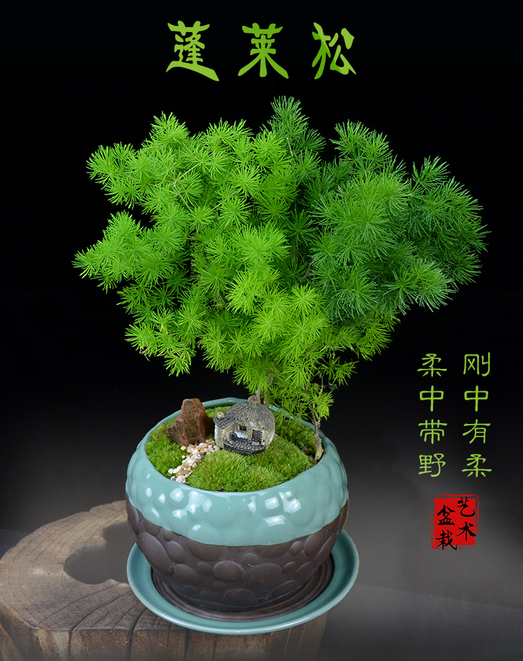 蓬莱松盆景植物盆栽室内办公客厅生肖猴家庭绿植四季常青净化空气 波