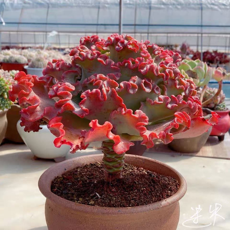 多肉植物 高沙之翁 水瓶座多肉大包菜組合盆栽多肉 不死鳥(蝴蝶之舞)2