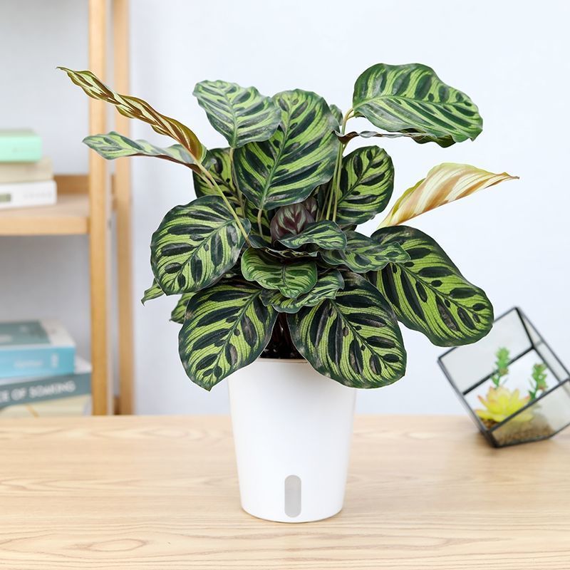 七彩孔雀竹芋盆栽四季常绿客厅办公室室内花耐阴绿植水培孔雀竹芋6片