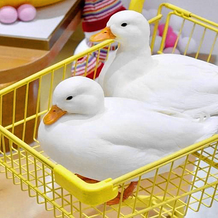 荣郁网红s级柯尔鸭受精蛋可达宠物鸭calldu小黄鸭活体科尔鸭幼崽纯种