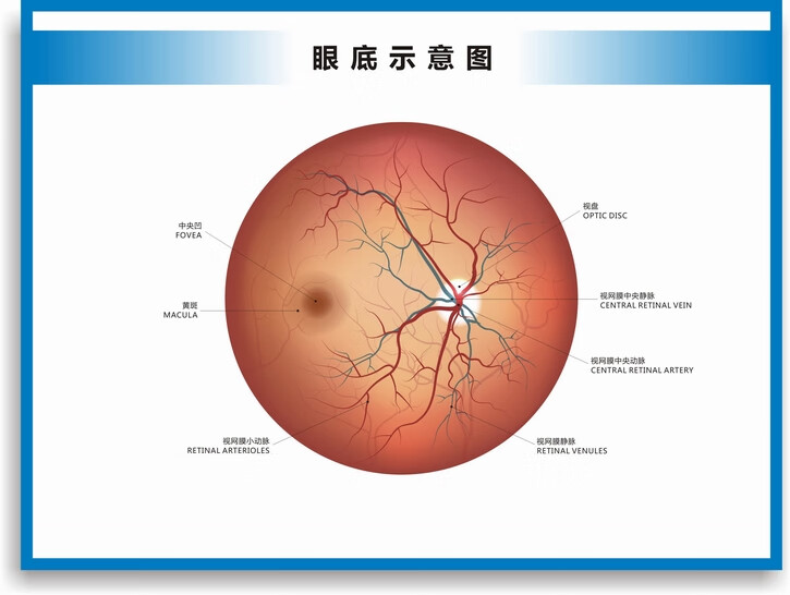 矢状位眼球解剖图图片