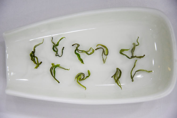 常熟虞山白茶 2021新茶叶常熟绿茶虞山太白茶100克 100g 100g【图片