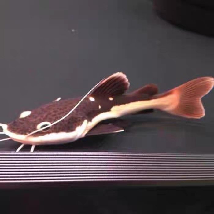 大型底层鱼虎纹鸭嘴鱼撒旦鸭嘴鱼黄金招财猫 红尾招财猫38-40cm【图片