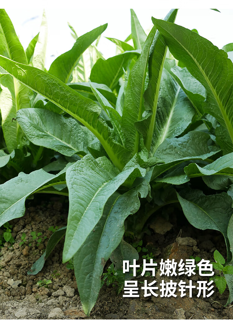 油麥菜種子四季播青菜種籽仔陽臺菜籽盆栽籽種蔬菜孑夏季菜種大全紫