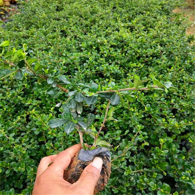 工程公路绿化苗木scf福建茶苗福建茶小苗福建茶袋苗绿化树苗 20厘米高