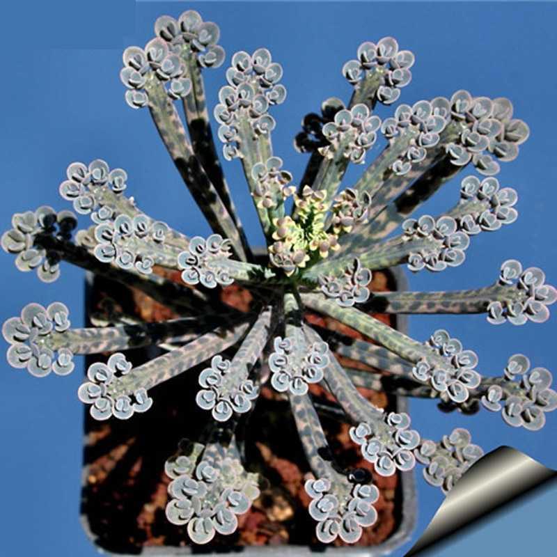 宽叶不死鸟多肉植物老桩棒叶落地生根花阔叶肉肉盆栽大叶不死鸟锦 棒