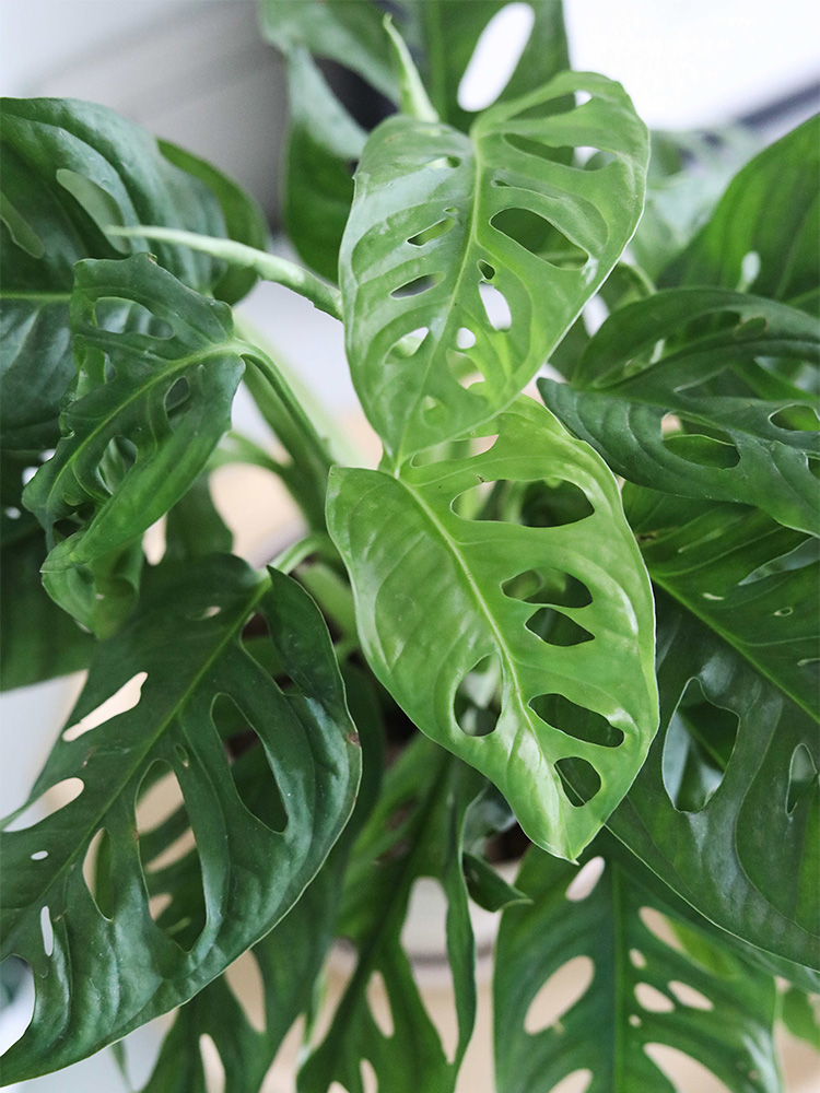 北欧植物洞洞芋仙洞袖珍龟背竹爬藤室内办公室植物盆栽s 洞洞芋 简易