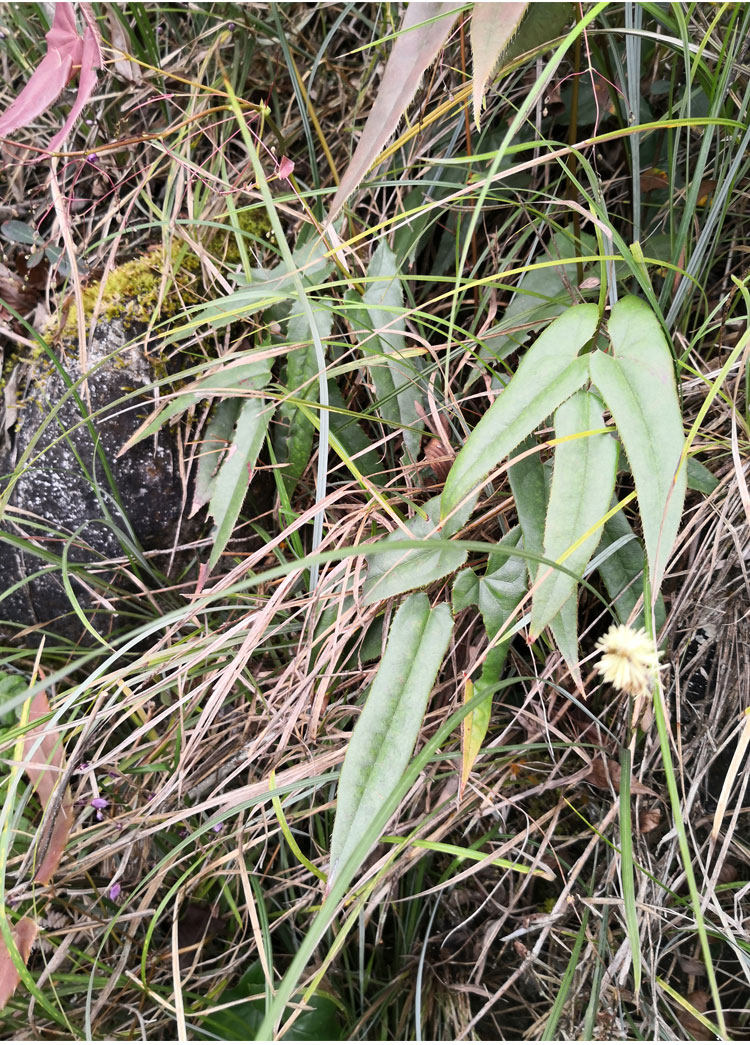 阙磐野生淫羊藿叶500g淫洋霍茶叶洋合叶子仙灵脾整片新货中药材现发