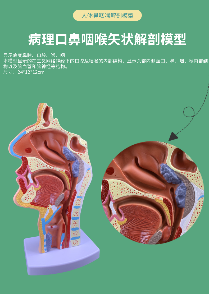 鼻腔结构图三维动画图片