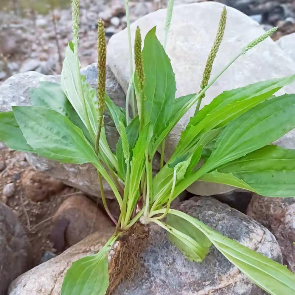 新鲜车前草天然山野车前草茶干品新货整颗带根中药材批农家 1斤新鲜