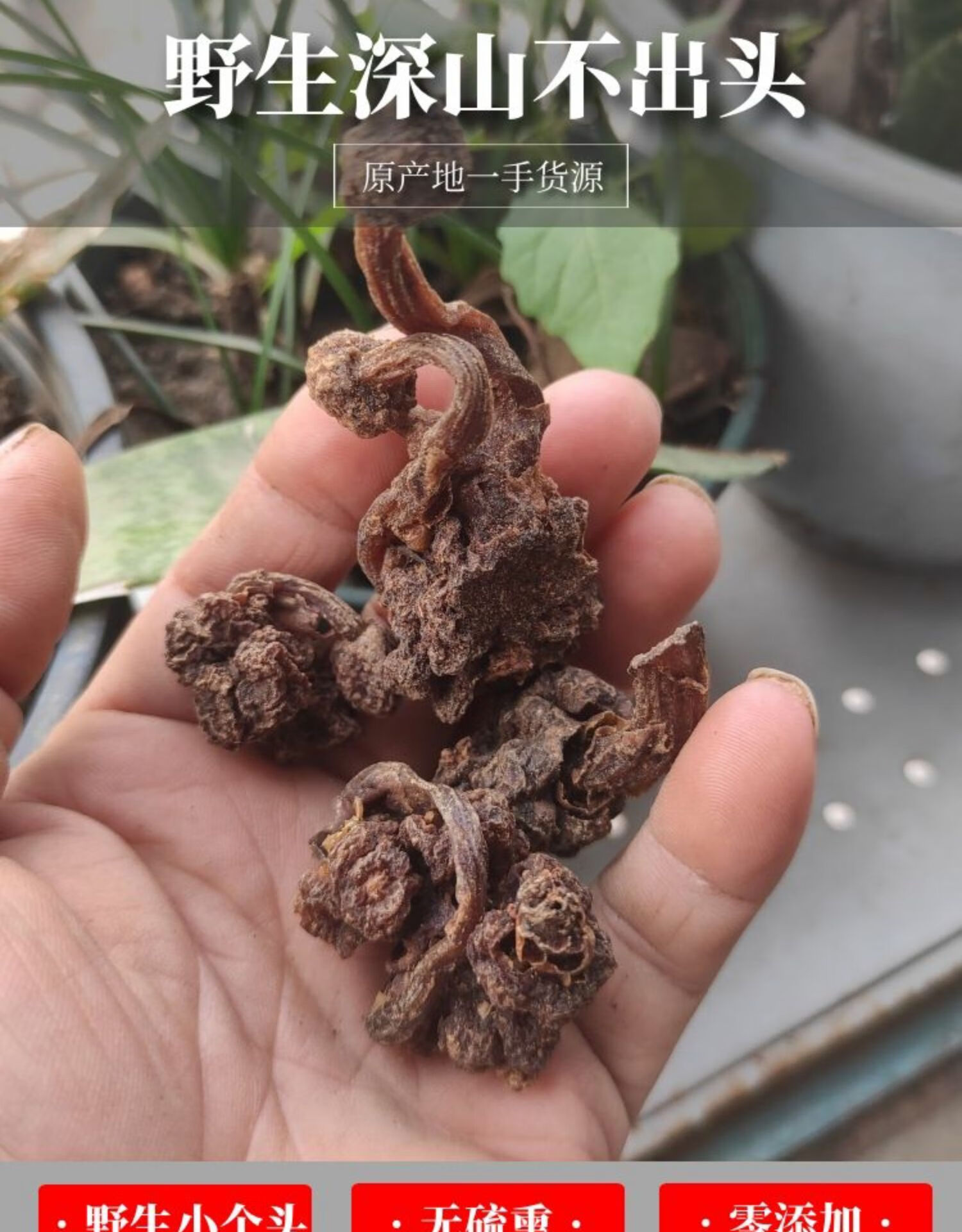 天然小號深山不出頭500g葛菌叢蓉地石上獨腳蓮中草藥 【試用裝】150克