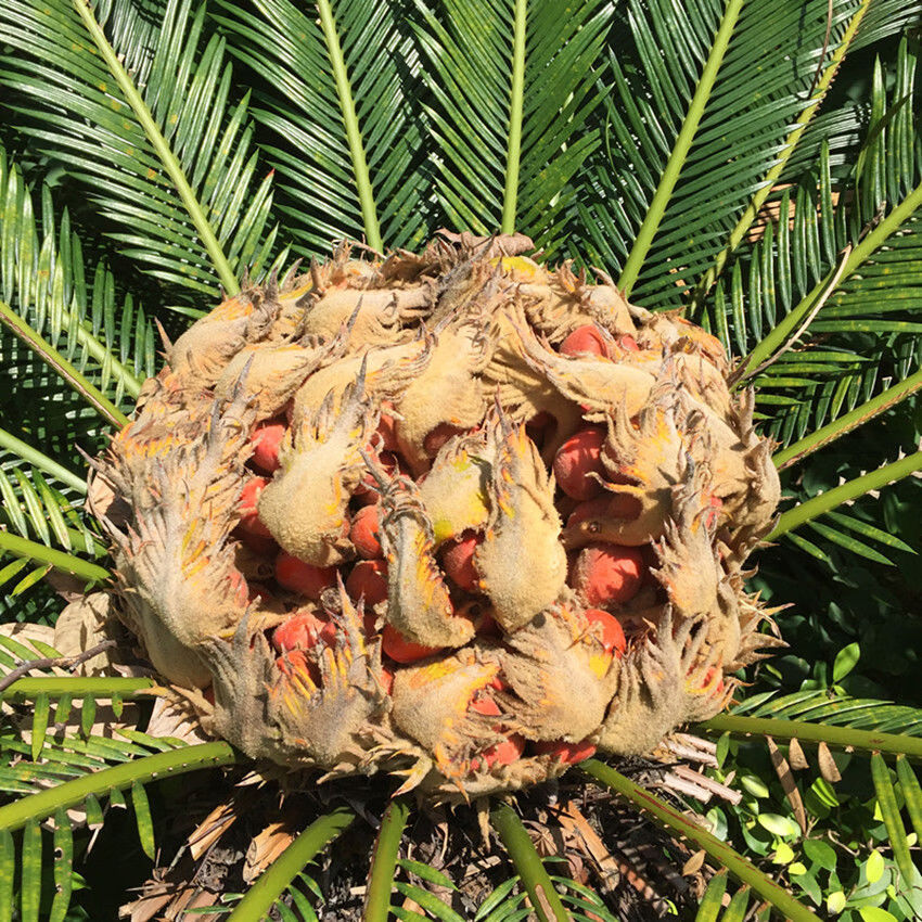 铁树果 中药材 铁树籽 凤凰蛋 苏铁果铁树子250克