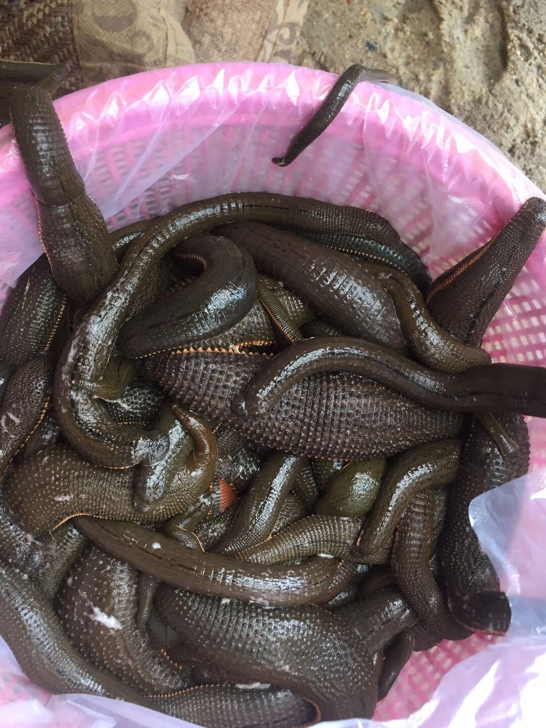 荣郁水蛭活体 吸血蚂蟥金边蚂蝗 菲牛蛭 青年苗宽体金线养殖包活 菲牛