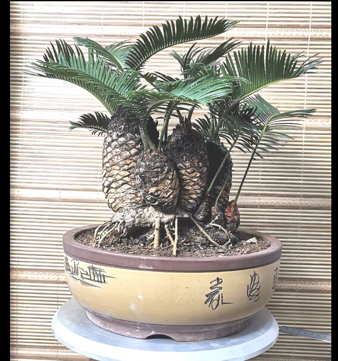 白鳞铁树苏铁精品小品花卉盆栽桌上高档盆景名贵稀有植物好成活白磷