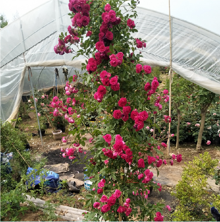 甜蜜紅木香花苗爬藤植物白黃木香花苗盆栽四季特大花攀援濃香紅色