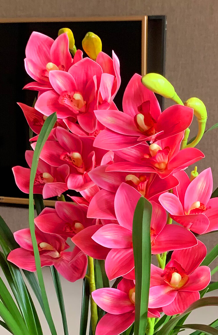 兰花红贵人浓香型盆栽四季好养建兰花室内盆栽花卉红贵人10苗不含盆