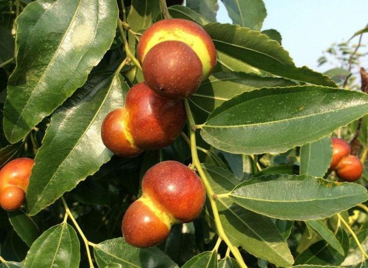 新品种特大葫芦枣猴头枣嫁接果树苗南北方种植当年结果包成活 两年苗
