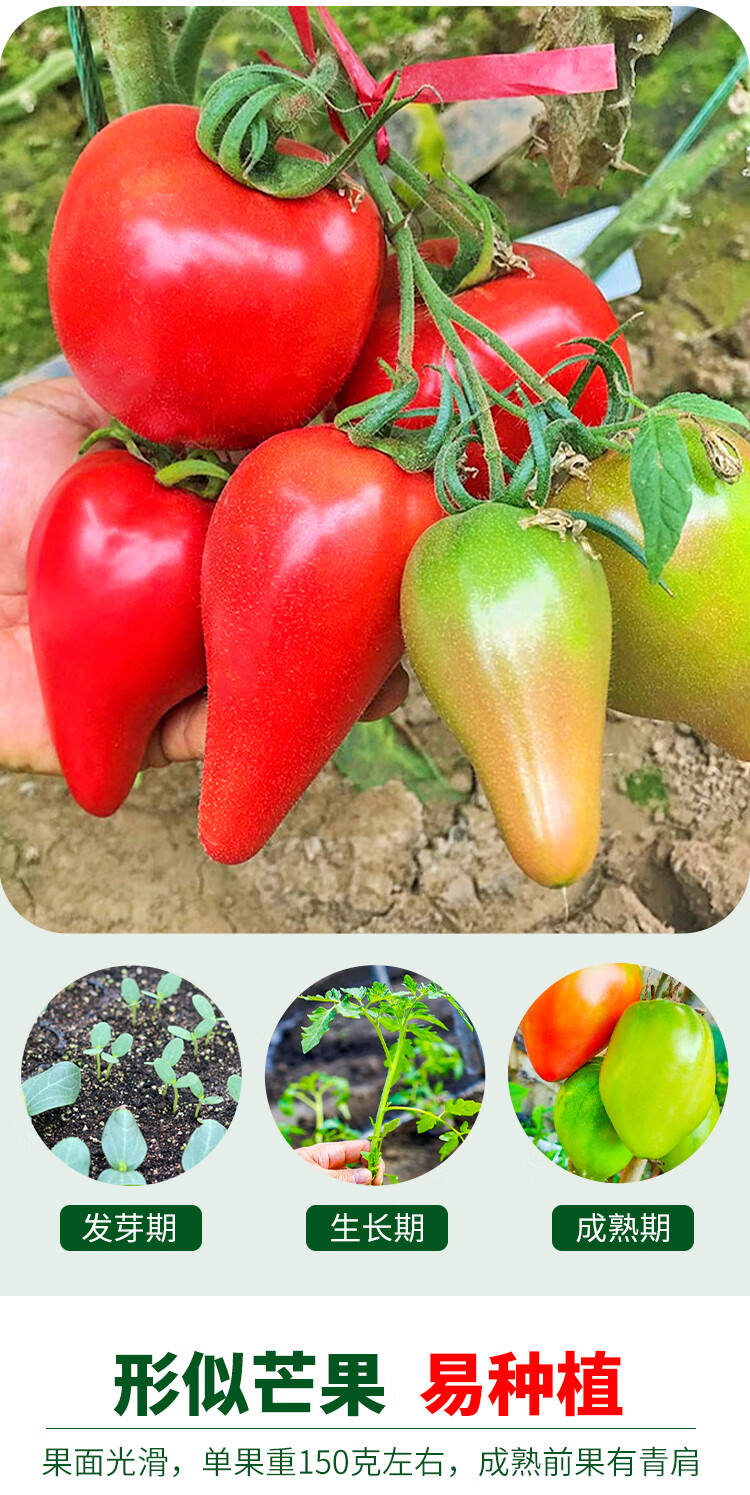 黎昕超甜芒果蜜番茄种子沙瓤水果大西红柿种籽四季盆栽蔬菜孑苗秧春季