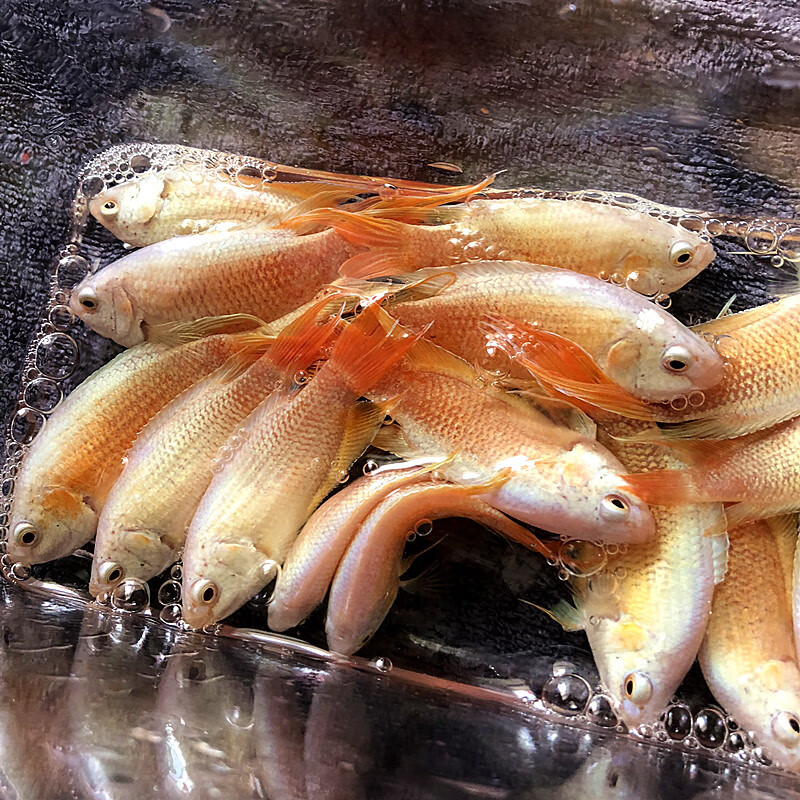 活體寵物 雲峰海瑞 琅河水族 double yellow 魚官兒 優魚若寵 sqian