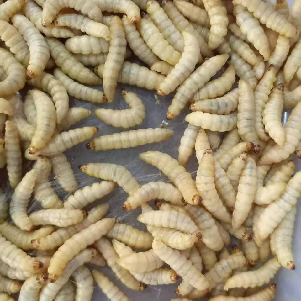 荣郁荣郁养殖厂玉米虫活体葡萄虫百灵活食蜜袋鼯变色金龙鱼高蛋白宠物