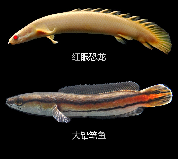 活體稀有魚古老淡水魚黑眼九角龍紅眼恐龍魚大鉛筆魚觀賞魚虎斑恐龍