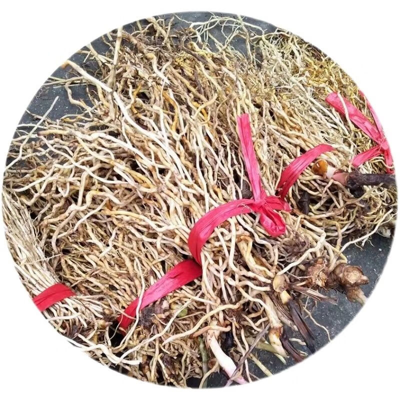 有仁堂福建牛尾菜中药材牛尾结干货金刚豆藤草菝葜500g牛尾蕨 500g