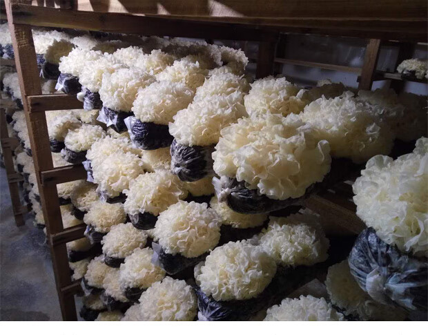 五折新鲜银耳古田湿白木耳糯6朵盒装活无硫非干货易出胶生雪耳带菌棒