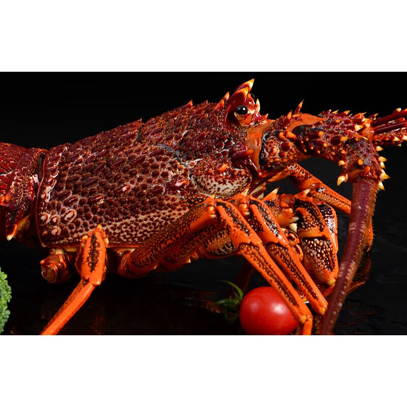 111斤鲜活澳龙澳大利亚大龙虾奥龙龙虾整只