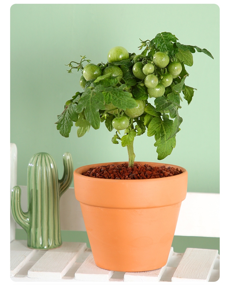 矮生西红柿盆栽小番茄苗家庭绿植阳台苗秧带果植物圣女果趣味好养