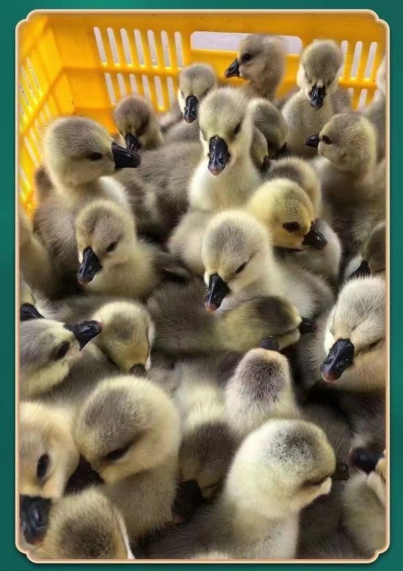 荣郁正宗狮头鹅小鹅活苗汕头特大巨型活体灰色白狮头鹅雁鹅会飞可长25