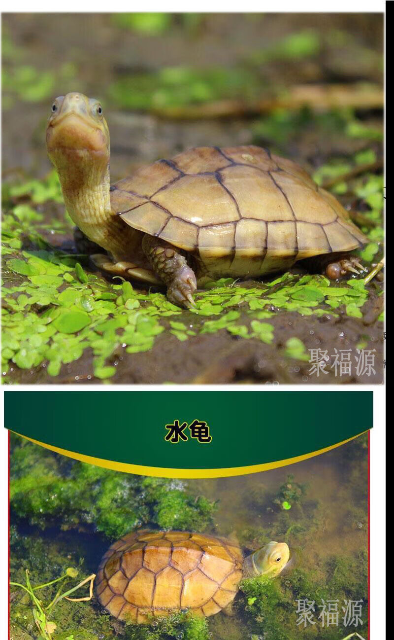 小青龟小青头龟招宅财镇水长风寿龟苗北种龟皖南小青苗黄金小青45厘米